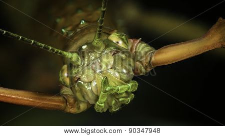 Stick Insect