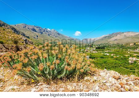 Silent green valley with grapes plantations Greece