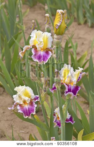 Iris Field In Keizer Oregon.