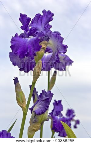 Iris Field In Keizer Oregon.