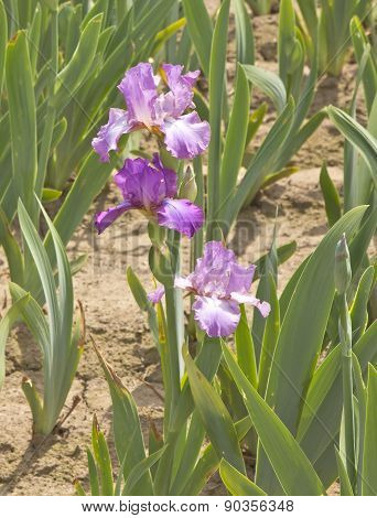 Iris Field In Keizer Oregon.
