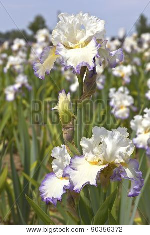 Iris Field In Keizer Oregon.