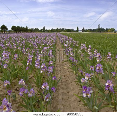 Iris Field In Keizer Oregon.