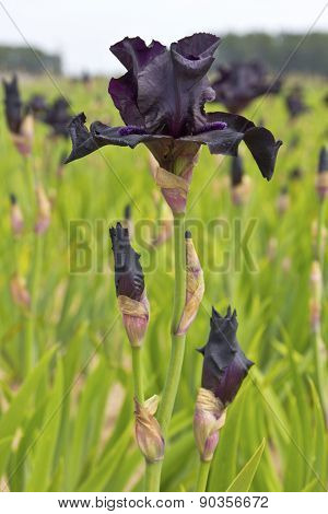 Iris Field Near Salem Oregon.