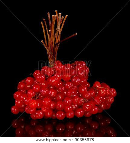 Branch of red viburnum