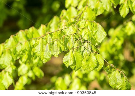 Fresh Beech Leaves