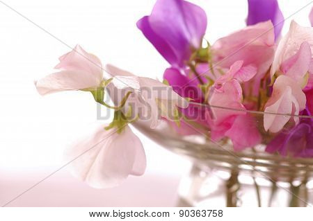 Sweet peas flower