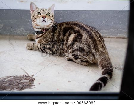 Cute Tabby Kitten