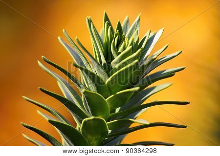 Monkey puzzle tree (Araucaria araucana)