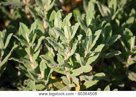 Cistus
