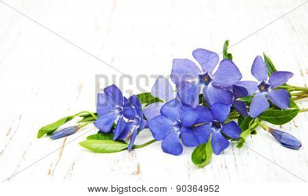 Perwinkle
