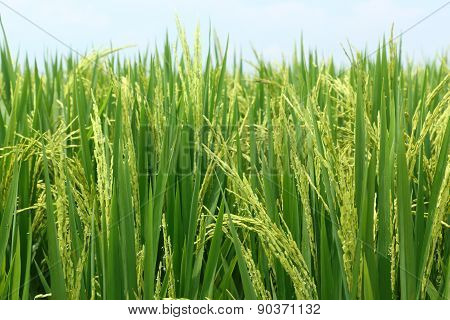 paddy field at Sekinchan Selangor, Malaysia