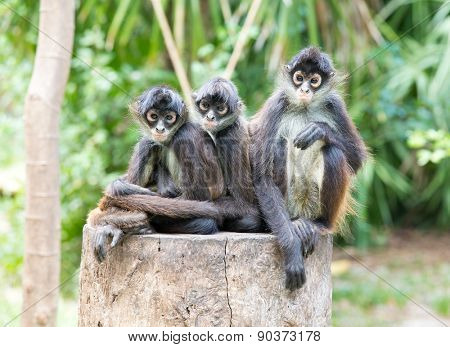 Spider monkey on a tree