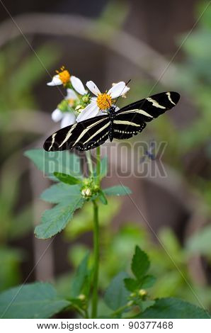 Zebra Longwing Butterfly Feeding