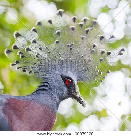 Victoria Crowned Pigeon (goura Victoria) Close Up
