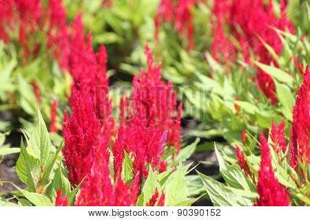 Cockscomb (Celosia cristina)