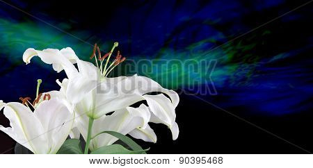 Pure White Lilies Traditional for Fertility