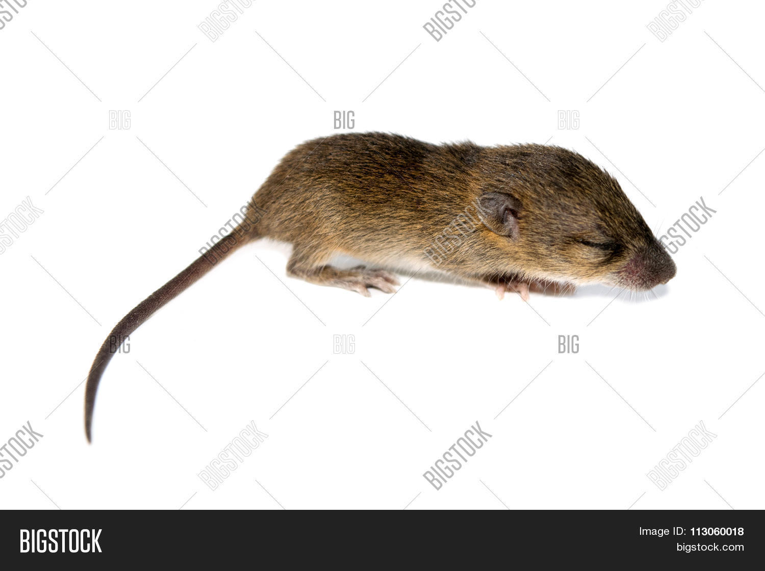 Cute Baby Rats Isolate Image Photo Free Trial Bigstock