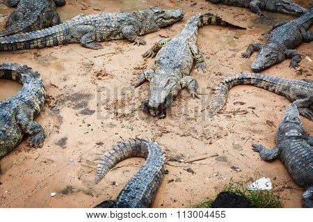 Large crocodiles in Cambodia