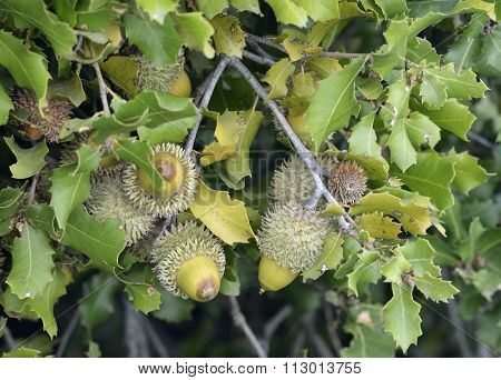 Kermes Oak