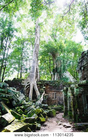 Cambodian temple ruins
