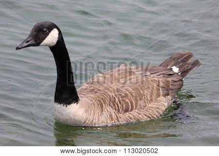 Canadian Goose