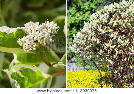 White Dogwood (cornus Alba L.)