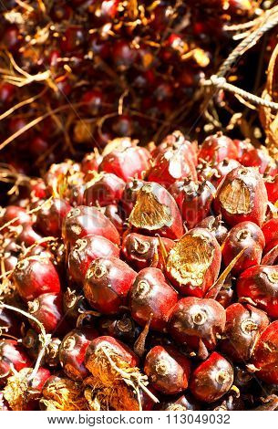 Oil Palm