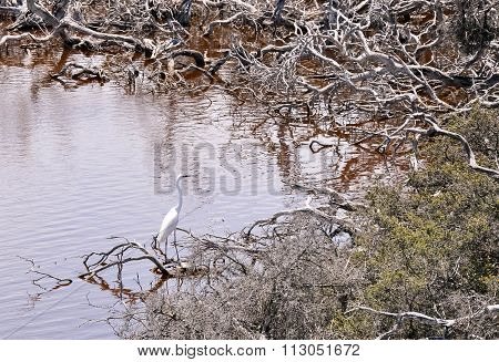 White Heron: Lake Coogee Wetlands