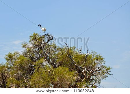 Australian White Ibis: Tree Top Lookout