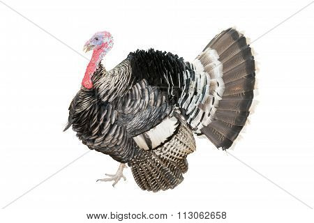 The Turkey bird isolate on white background