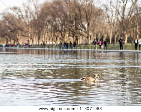 The duck over the reflecting pool, Washington DC