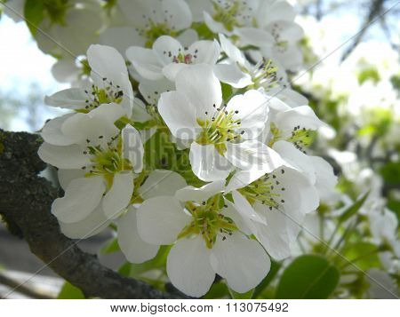 Spring flowers on the tree