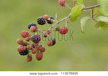 Bramble Or Wild Blackberry