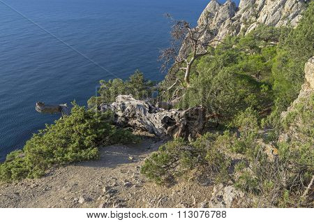 Fallen Relict Pine. Crimea.