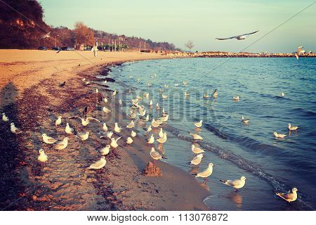 Birds Seagulls On The Shore