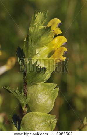 Yellow Rattle