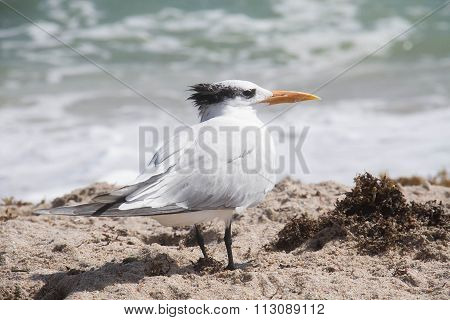 bird stands on the beach with blurred background
