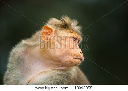 Bonnet Macaque.