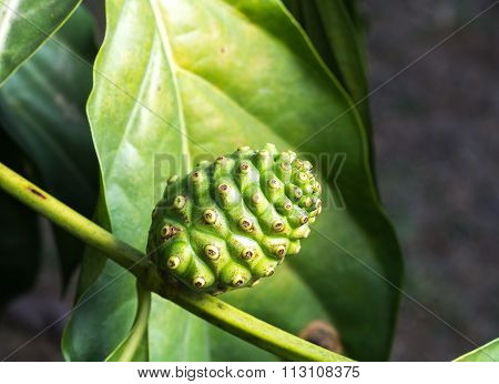 Fresh Green Indean Mulberry