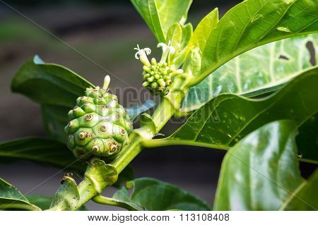 Fresh Green Indean Mulberry