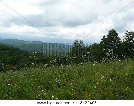 The Blossoming Meadows On Slopes Of Hills.