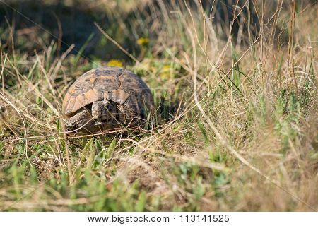 Land Tortoise - Testudo Graeca
