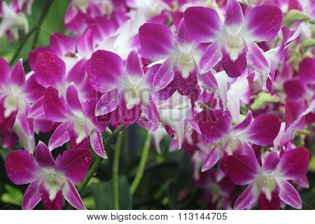 Dendrobium Sonia 1