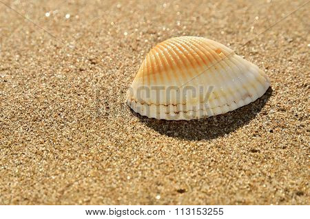 Seashell