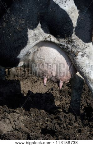 Backside Of A Dairy Cow