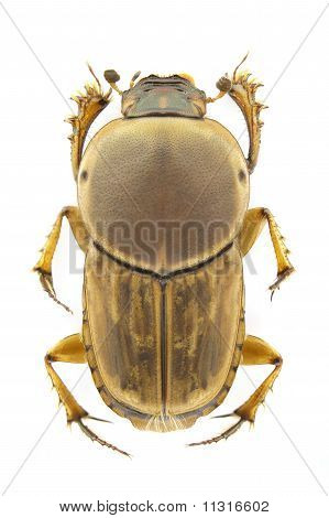 Euoniticellus Fulvus