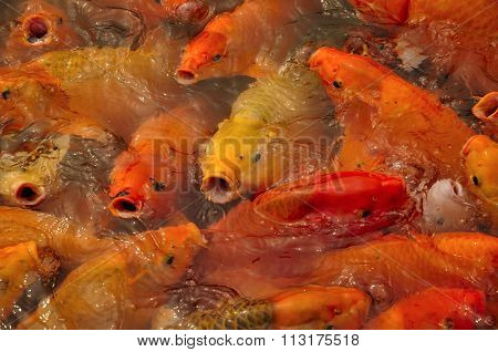 Colorful Asian Carp