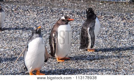 Three Emperor Penguins