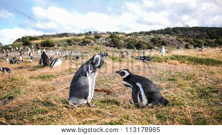 The penguins of Martillo